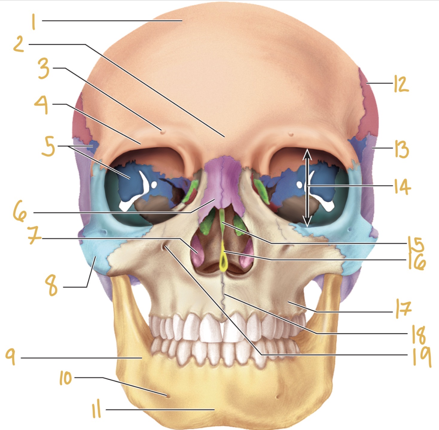 <p>Label 12</p>