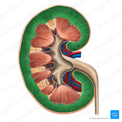 <p>outer portion of the kidney</p>
