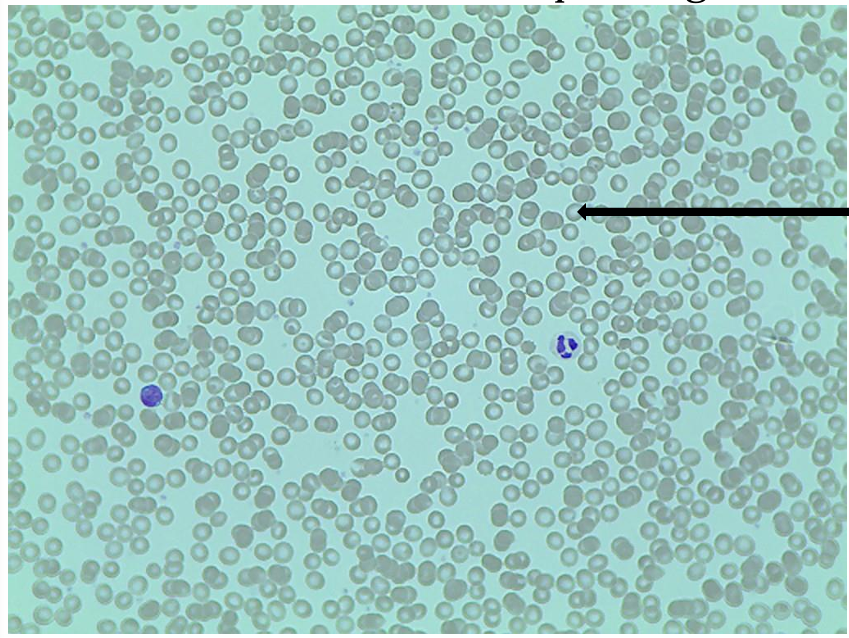 <p>what cell is this?</p>