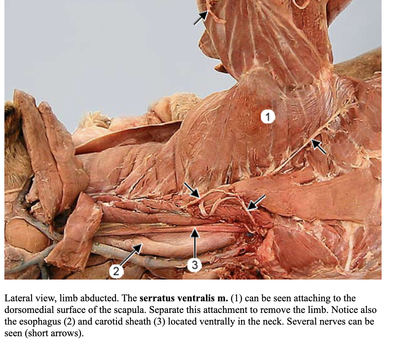 knowt flashcard image