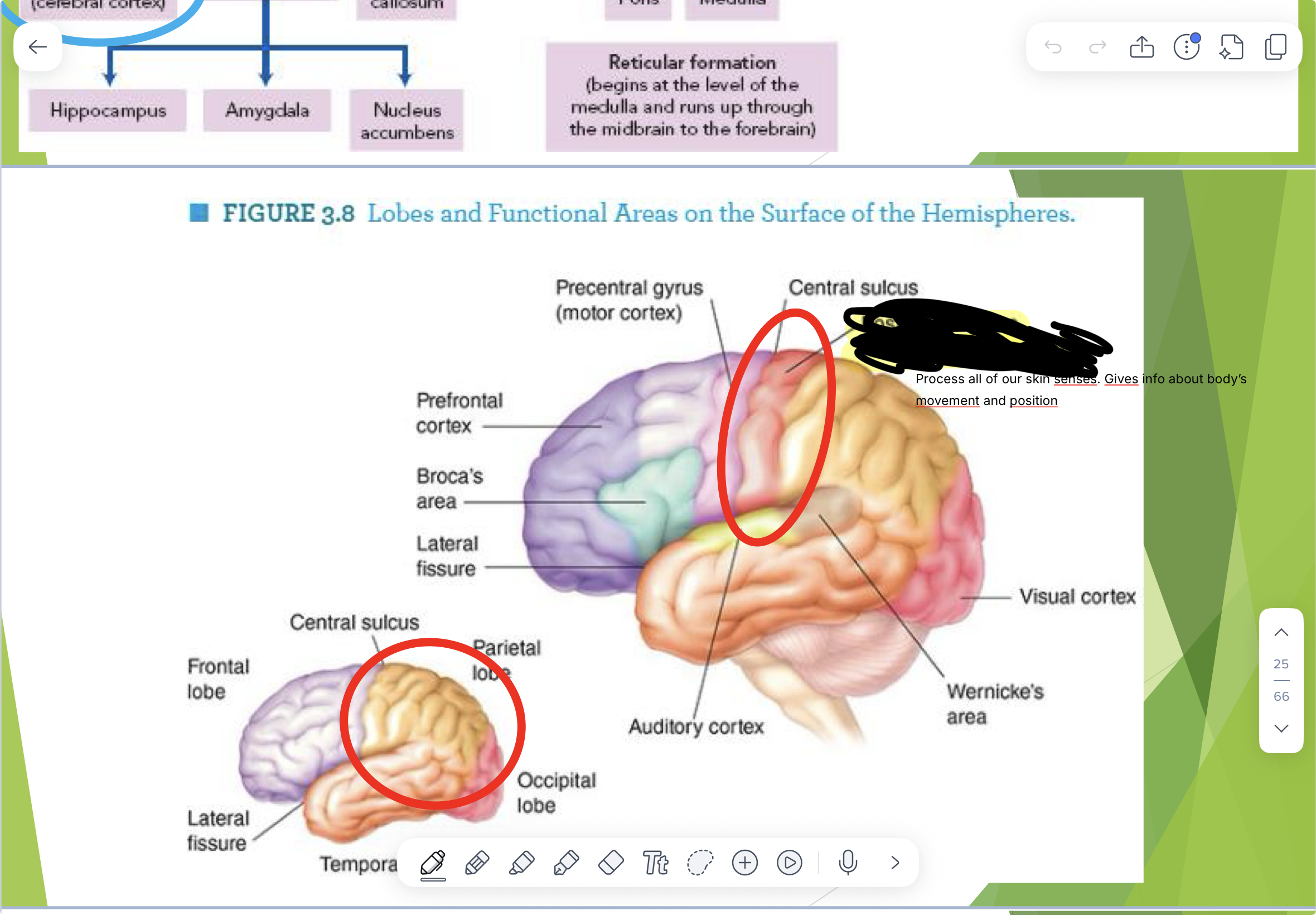 <p>what is this part of the brain called (It has two names)</p>