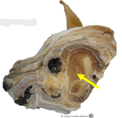 <p>What type of section is indicated by the arrow?</p>
