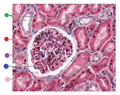 <p>name the structures indicated by the green dot histologically</p>
