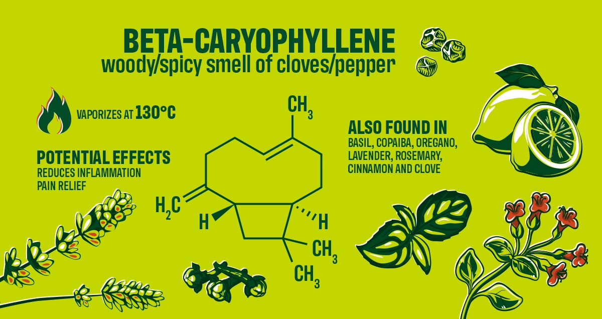 <p>Caryophyllene (terpene)</p>