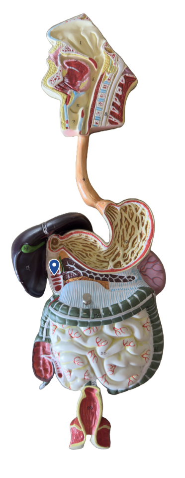 <p>Name this segment of the small intestine.</p>