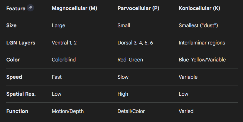 <p>Size of a peanut, on both sides of the brain (bilateral nucleus)</p><p>Has 6 layers:</p><ul><li><p>Layers 1, 4 and 6 process contrateral (opposite side as eye) visual information</p></li><li><p>Layers 2, 3 and 4 process ipsilateral (same side as eye) visual information</p></li></ul><p>Retinotopic organisation - precise mapping of visual input from the retina onto the visual field (V1), where neurons located near eachother activate neighbouring neurons, creating a map, like a flipped picture</p><p>“The Club Sandwich” refers to the laminated structure of the LGN (with a red line as a toothpick)</p><p>Contains parvocellular, koniocellular and magnocellular layers</p><img src="https://ukc-onenote.officeapps.live.com/o/GetImage.ashx?&amp;WOPIsrc=https%3A%2F%2Fgla%2Dmy%2Esharepoint%2Ecom%2Fpersonal%2F3030552b%5Fstudent%5Fgla%5Fac%5Fuk%2F%5Fvti%5Fbin%2Fwopi%2Eashx%2Ffiles%2Fe0c1e43b280c4d2a9bd5ec6695fe2b7a&amp;access_token=eyJhbGciOiJSUzI1NiIsImtpZCI6IjY4NkFBMzRFRTQ3MTdDQjk2QzE1RDE5NDNCMDEyNkZBQjc0NEU5QjAiLCJ0eXAiOiJKV1QiLCJ4NXQiOiJhR3FqVHVSeGZMbHNGZEdVT3dFbS1yZEU2YkEifQ%2EeyJuYW1laWQiOiIwIy5mfG1lbWJlcnNoaXB8MzAzMDU1MmJAc3R1ZGVudC5nbGEuYWMudWsiLCJuaWkiOiJtaWNyb3NvZnQuc2hhcmVwb2ludCIsImlzdXNlciI6InRydWUiLCJjYWNoZWtleSI6IjBoLmZ8bWVtYmVyc2hpcHwxMDAzMjAwM2I2ZTY1MzE5QGxpdmUuY29tIiwic2hhcmluZ2lkIjoiMDA4ZGExZTktMTJjMS01ZGE3LTE5YzktOTYwZTA2ODkwNDBjIiwic2lnbmluX3N0YXRlIjoiW1wia21zaVwiXSIsInV0aSI6InFWZWllU0kxUWtxQVZwQldwazg4QUEiLCJ4bXNfY2MiOiJbXCJDUDFcIl0iLCJ4bXNfc3NtIjoiMSIsIm9pZCI6ImViOGJmYmZmLTk1YjUtNDhiOC1hNGE3LTdiMThiMTExMDc5NSIsImlzbG9vcGJhY2siOiJUcnVlIiwiYXBwY3R4IjoiZTBjMWU0M2IyODBjNGQyYTliZDVlYzY2OTVmZTJiN2E7ZVQrQk5HbVFwNXpmMUJITDVPT0JuTEJXd2ZFPTtEZWZhdWx0Ozs3RkZGRkZGRkZGRkJGRkZGO1RydWU7OzsxODUxOTcyOzM1NzEwNWEyLTQwZDgtMDAwMS01ODBiLWJkZmNlMjhmNWZkOSIsImZpZCI6IjE4OTk4MiIsImlzcyI6IjAwMDAwMDAzLTAwMDAtMGZmMS1jZTAwLTAwMDAwMDAwMDAwMEA5MDE0MDEyMi04NTE2LTExZTEtOGVmZi00OTMwNDkyNDAxOWIiLCJhdWQiOiJ3b3BpL2dsYS1teS5zaGFyZXBvaW50LmNvbUA2ZTcyNWMyOS03NjNhLTRmNTAtODFmMi0yZTI1NGYwMTMzYzgiLCJuYmYiOiIxNzc0OTc3NDUxIiwiZXhwIjoiMTc3NTAxMzQ1MSJ9%2EDwF6edpLpD9IzOSocDje1g%2D4HukC6GHZXBdymwNUTwdilIPrE7h7FEOiZAExGHoOcbX%5FUp3YPCN3a4xXGxR7znhE8Q5MY%2DBGmsPUogZFG%2Dy7nCTxgi1r%2Dj0XALM1gxqQDFYl87QTV3uzkmKdHqIDefOAbj0ShcWKS5pN82EQUhBdHtjENHDcPYVoI8nS3mn4C0gj2GVr4clmy%5F3uzjLit%5FdD7KCIymLeQ2L2Z2VPXMUNri3DUbp4RELRSdHwDvc7u7cqiVqA%2DA9OJ3fjwHjq4A9Zc%5FIzWsTpE2JN1qZpqHCI1VM311K41zNW99giOwf44Q9PiWhnPnlNeES8IrvT1g&amp;access_token_ttl=1775013451581&amp;ObjectDataBlobId=%7Bf0b1df42-69a0-4b53-8333-c9ebe71fe6b3%7D%7B1%7D&amp;usid=8fc5d9a1-ed77-bde0-f61b-9d6e72c2646a&amp;build=16.0.19908.41001&amp;waccluster=GUK5&amp;wdwacuseragent=MSWACONSync" data-width="100%" data-align="center" alt="Layers of the LGN 
retinal P cells 
parvo 
cellular 
bly cells? 
Retina 
konio 
cellular. 
¡retinal 
M cells 
magno 
cellular "><p></p>