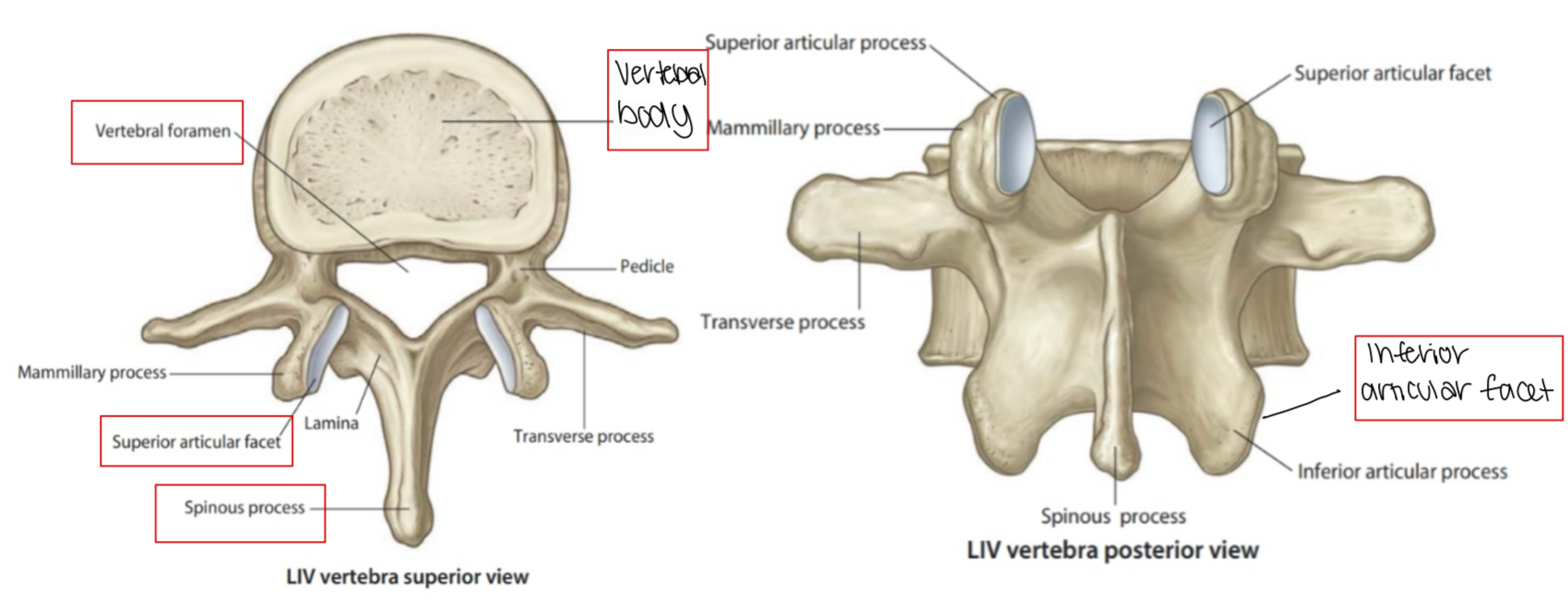 <p>Thoracic</p><p></p><ol><li><p>vertebral body</p></li><li><p>vertebral foramen</p></li><li><p>superior articular facet</p></li><li><p>inferior articular facet</p></li><li><p>spinous process (long and thin)</p></li></ol><p></p>