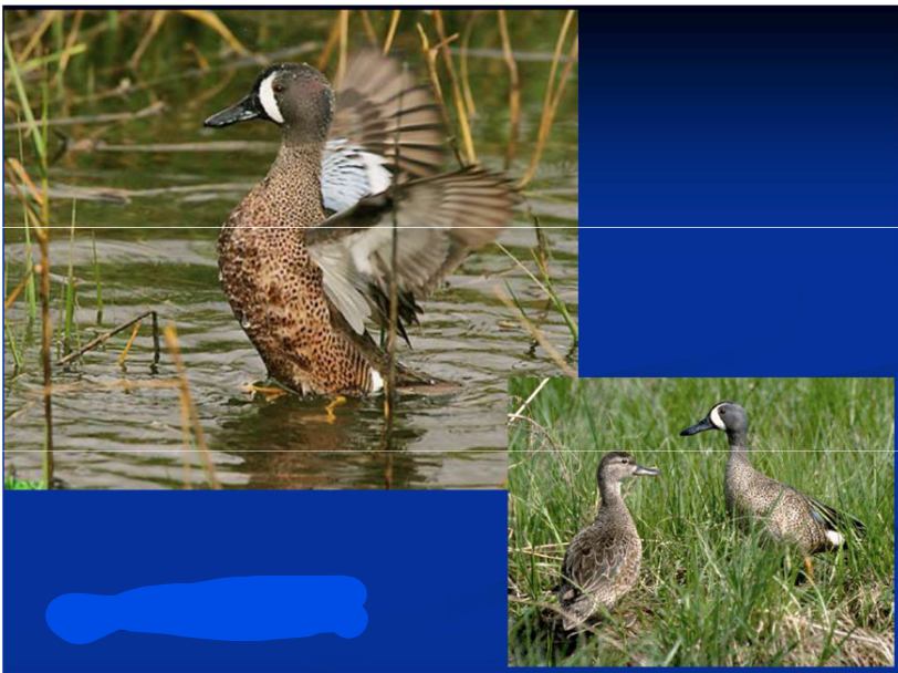 <p>Order Anseriformes<br>Family Anatidae<br>Subfamily Anatinae [Anatini; “dabbling”]<br>Blue-winged Teal</p>