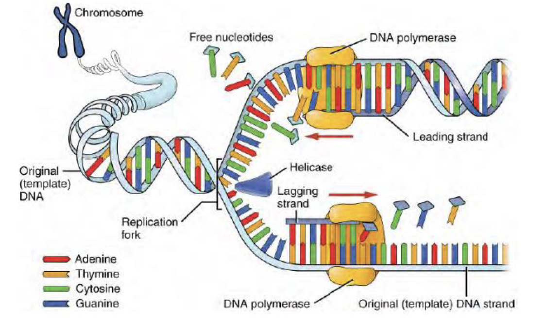 <p><strong>DNA Polymerase</strong></p>