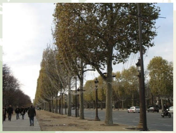 <ul><li><p>The “<u>Romantic Landscape</u>” began in <u>Europe</u> where public green spaces, suburban residential areas and parks sprawled outward for people to escape the deplorable urban conditions (“urban blight”) of the industrialized urban centers</p></li><li><p><u>Napoleon</u> transformed <u>Paris</u> in the <u>1850s and 60s</u> using a radial street pattern of tree-lined boulevards and by building public parks, squares, monuments and gardens</p></li><li><p>The <u>Renaissance in Italy, France and Spain</u> saw the growth of villas on the periphery of cities, containing walled gardens and tree-lined paths</p></li><li><p>This pattern continued throughout <u>Europe</u> and became the pattern for revitalizing the old cities. However, most of these investments were <u>made by the wealthy class, for the wealthy class</u></p></li><li><p>Beginning in the <u>19th century</u>, there began an interest in providing these well-established benefits to the “<u>humbler</u>” working classes</p></li></ul><p></p>
