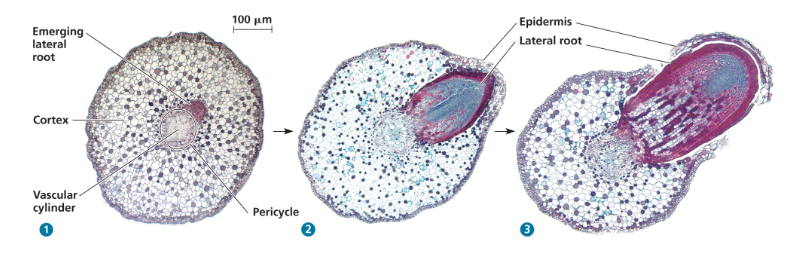 <ul><li><p>Lateral roots arise from within the pericycle, the outermost cell layer in the vascular cylinder. They are in line with xylem to facilitate transport.</p></li></ul><p></p>