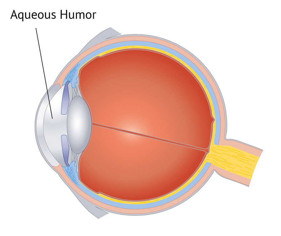 <p>Aqueous humor</p>