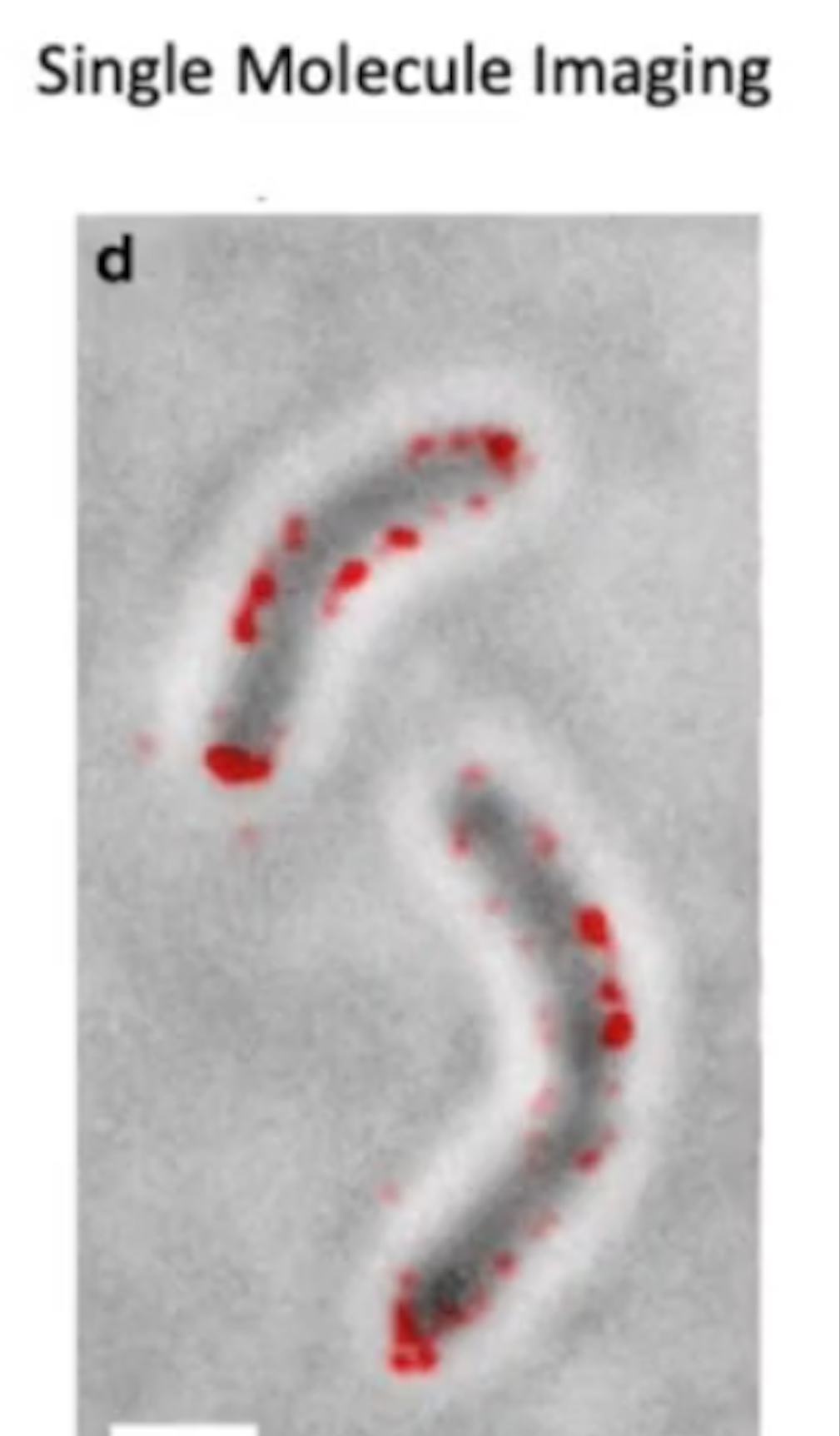 <p>Single Molecule Imaging</p>