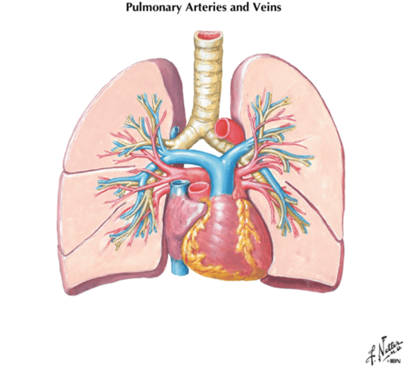 <p>supply blood and return blood to and from all segments of the lungs</p>