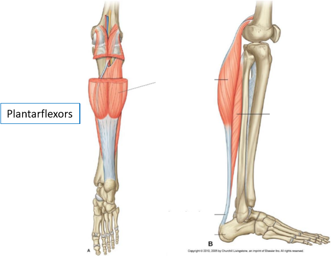 <ul><li><p><strong>Plantar flexors</strong></p></li><li><p>Important for long &amp; short distances (have fast &amp; slow twitch fibres)</p></li><li><p>All converge into <strong>calcaneal tendon</strong>/<strong>Achilles’ heel</strong></p><ul><li><p>Far away from joint → strong &amp; powerful movement</p></li></ul></li></ul><p></p>