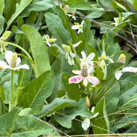 <p>Yerba Mansa / Anemopsis californica</p>