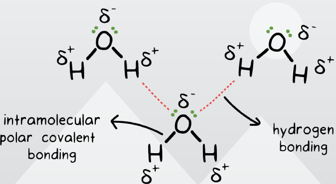 <p>-Forces of <strong>attraction between molecules</strong></p><p>-<strong>Evidence </strong>shown in <strong>boiling point, melting point and surface tension</strong></p><p>-<strong>Strength increases</strong> with <strong>Molecule Size</strong></p>