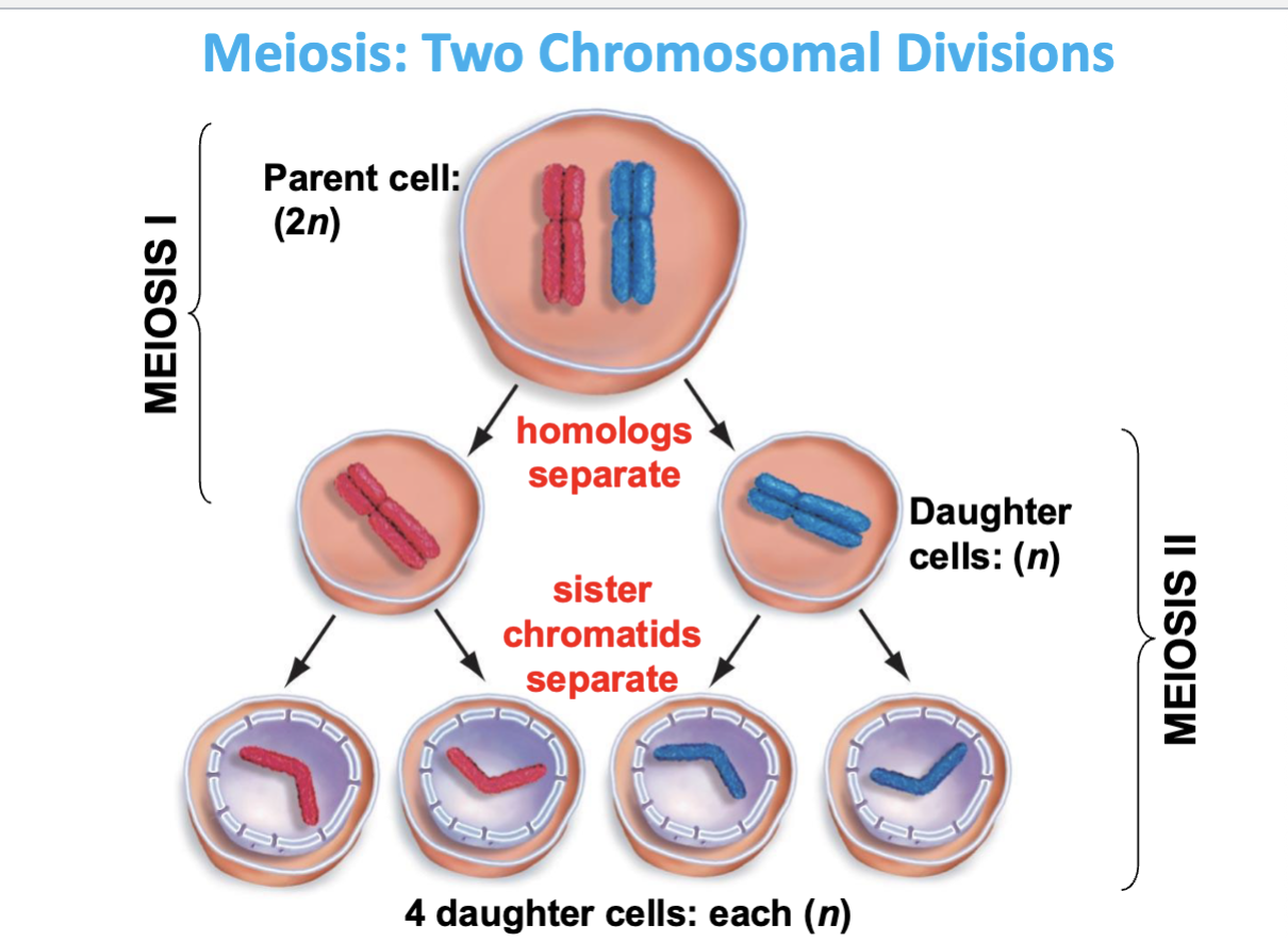 <ul><li><p><strong>In meiosis II sister chromatids separate ! </strong></p></li><li><p>4 daughter cells result (each n) </p></li><li><p>still haploid but have HALF DNA of parent cell</p></li><li><p>each haploid cells end up w/SINGLE copy of DNA → gametes !</p></li></ul><p></p>