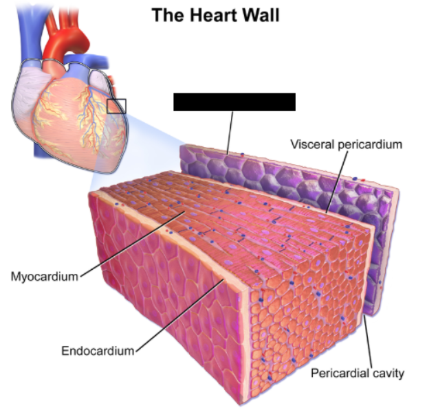 <p><span style="background-color: transparent;">The outer membrane of the heart, consisting of fibrous connective tissue.</span></p>