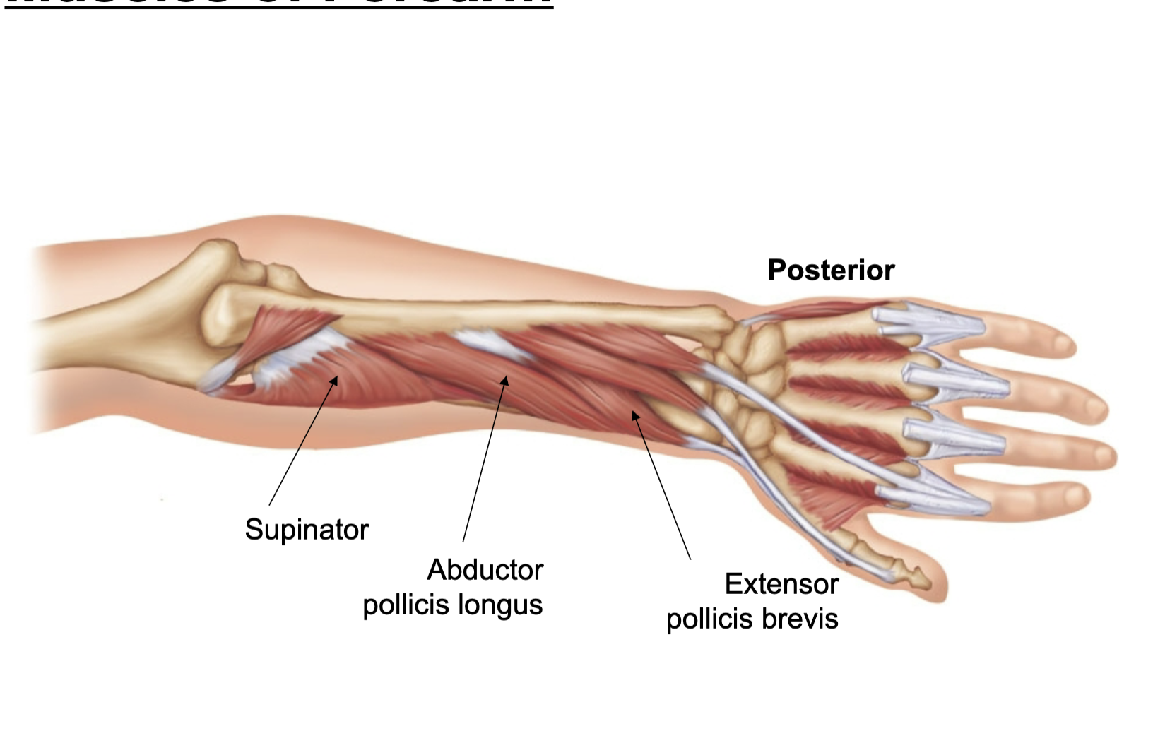 <p>muscle laterally above the wrist</p><ul><li><p>seen posteriorly</p></li></ul><p></p>