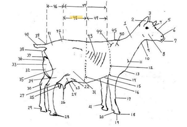knowt flashcard image