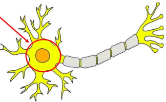 <p>part of the neuron</p><p>contains the nucleus, primary site of protein synthesis</p>
