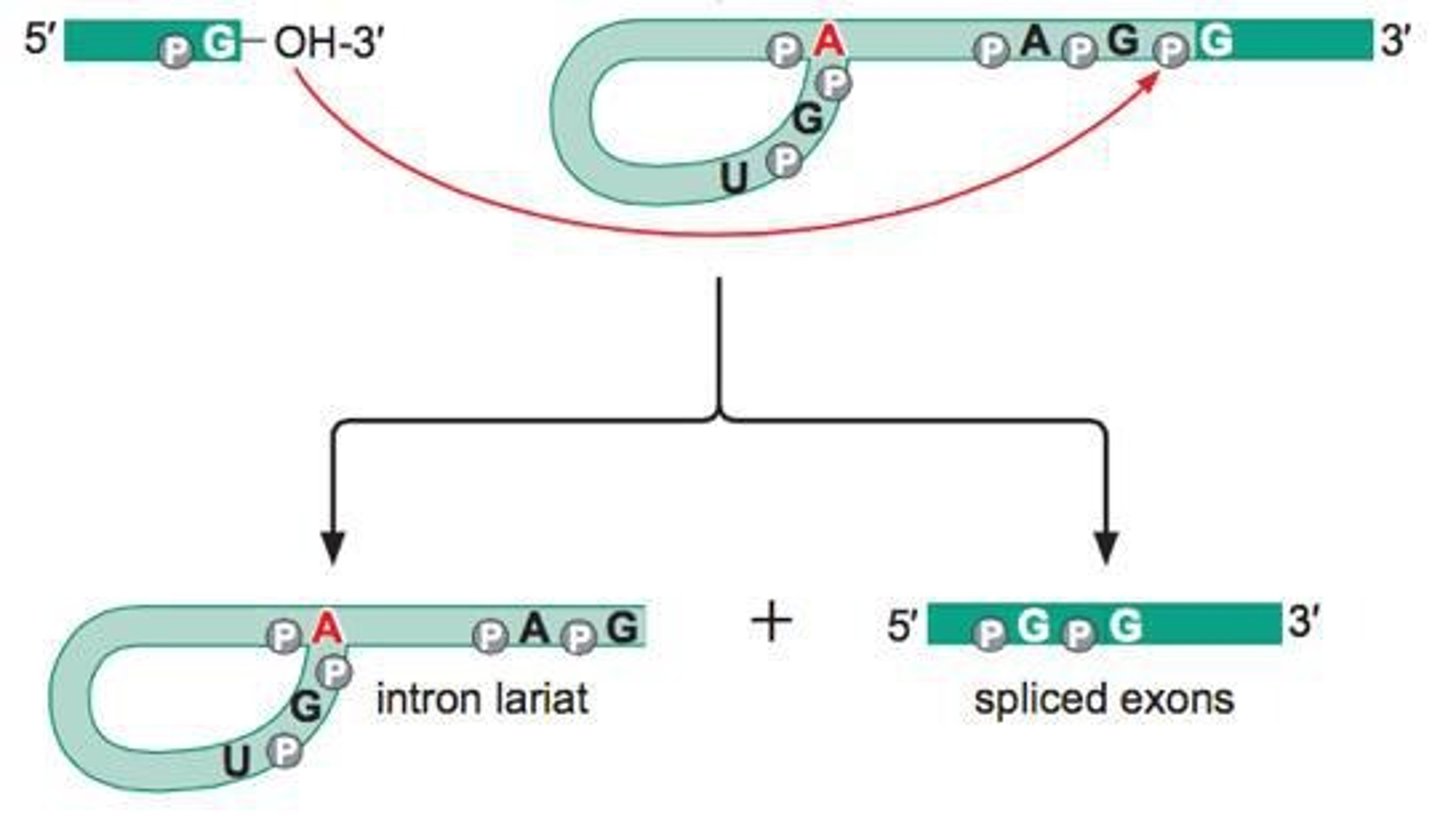 <p>The production of a continuous coding sequence in mature mRNA.</p>