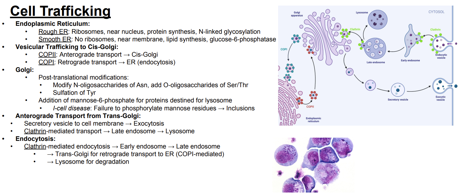 <p>Answer: Clathrin-mediated transport → late endosome → lysosome.</p><p>Extra Information:</p><ul><li><p>The slide's diagram shows clathrin-coated trafficking toward the endosomal and lysosomal pathway.</p></li></ul><p></p>