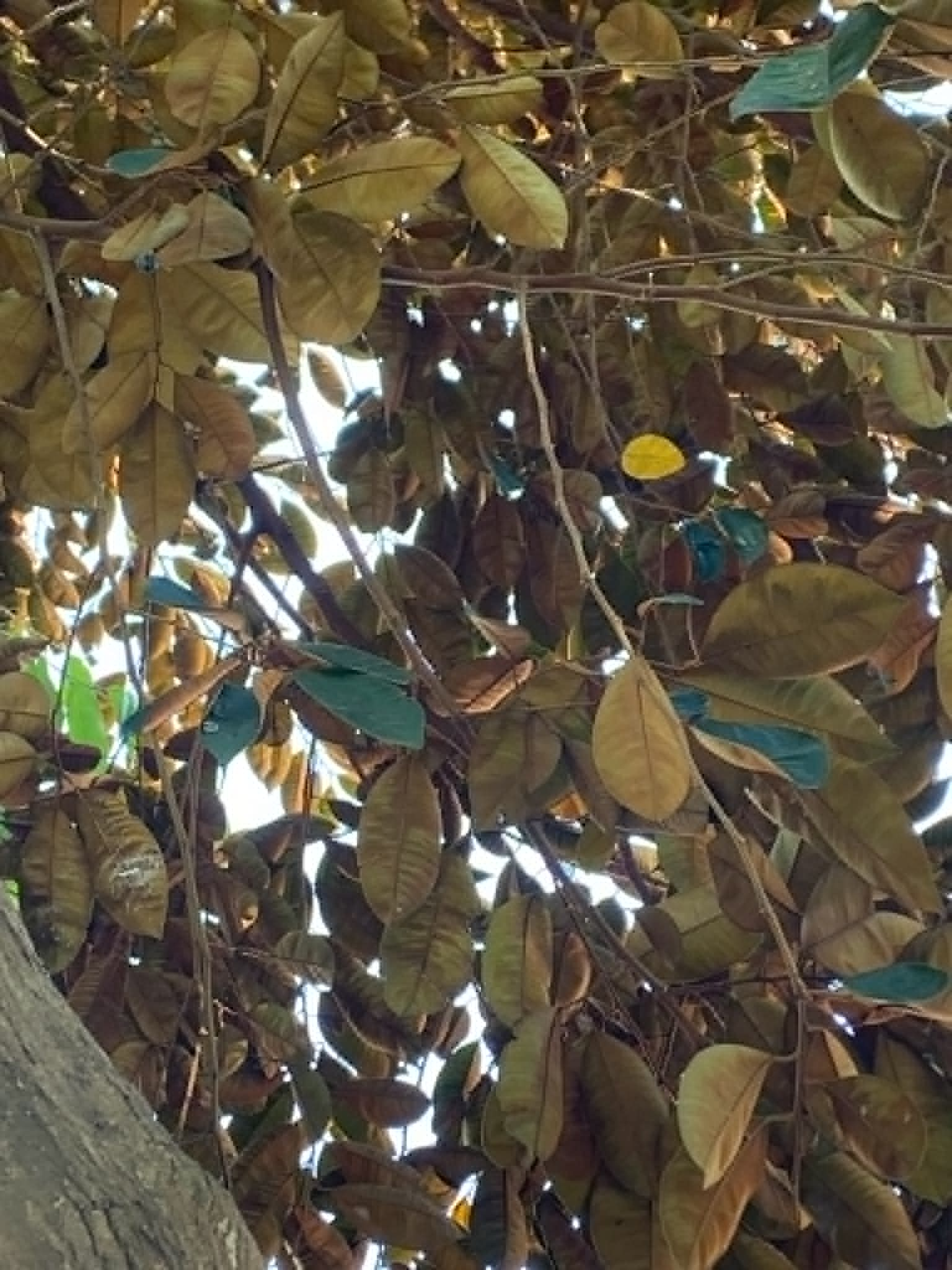 <p>Kaimito/Star Apple</p><p>Sapotaceae</p><p>Tree</p><p>Sexual</p><p>Perennial</p><p></p><p>Dahon has hairs on microscope</p>