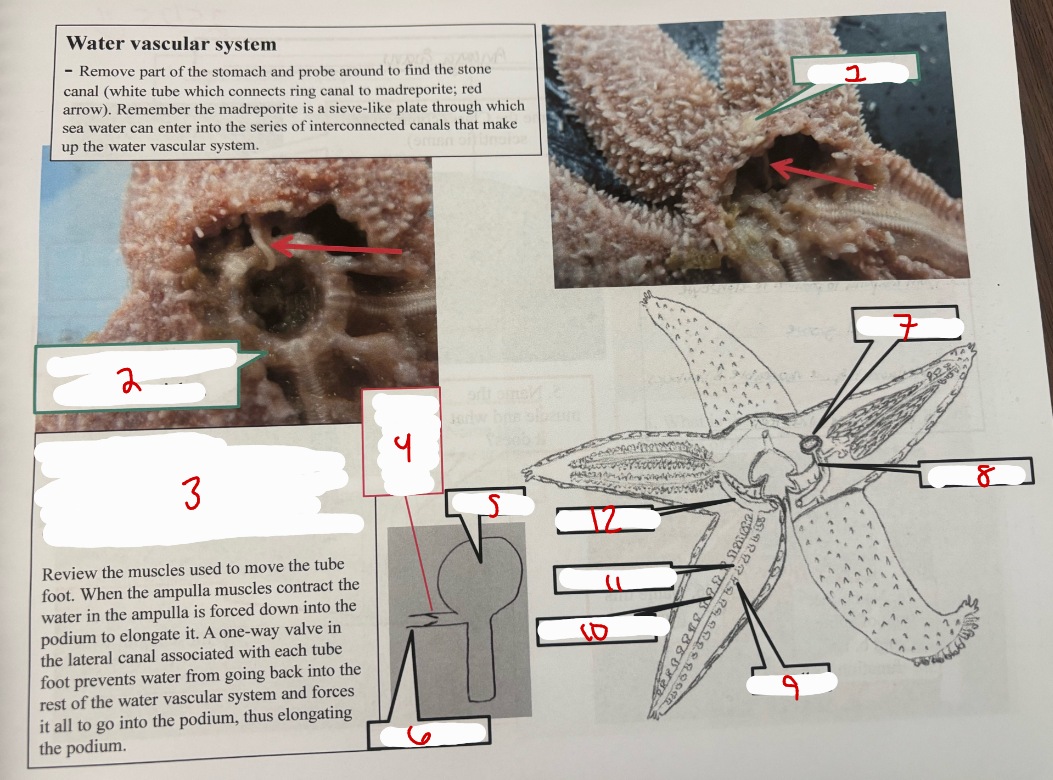 <p>Water Vascular System</p>