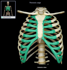 <p>Identify the structure</p>