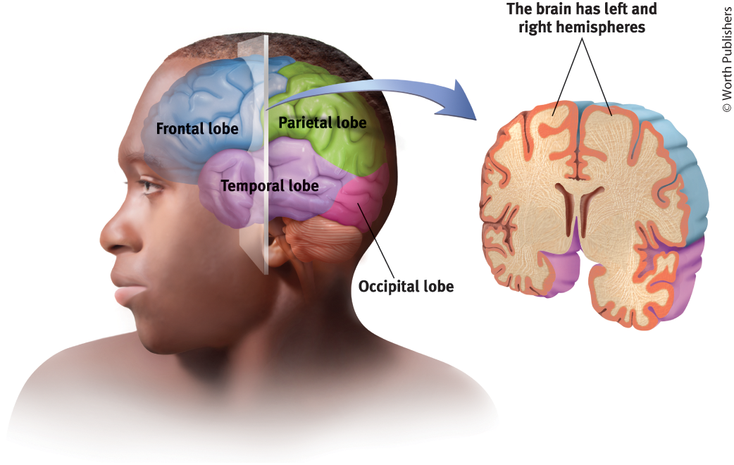 <p>Temporal lobes (sides of your head above each ear)</p>