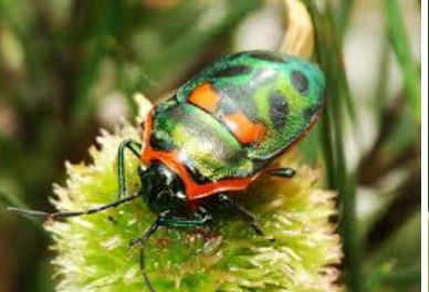 <p>What is the name of this bug </p>