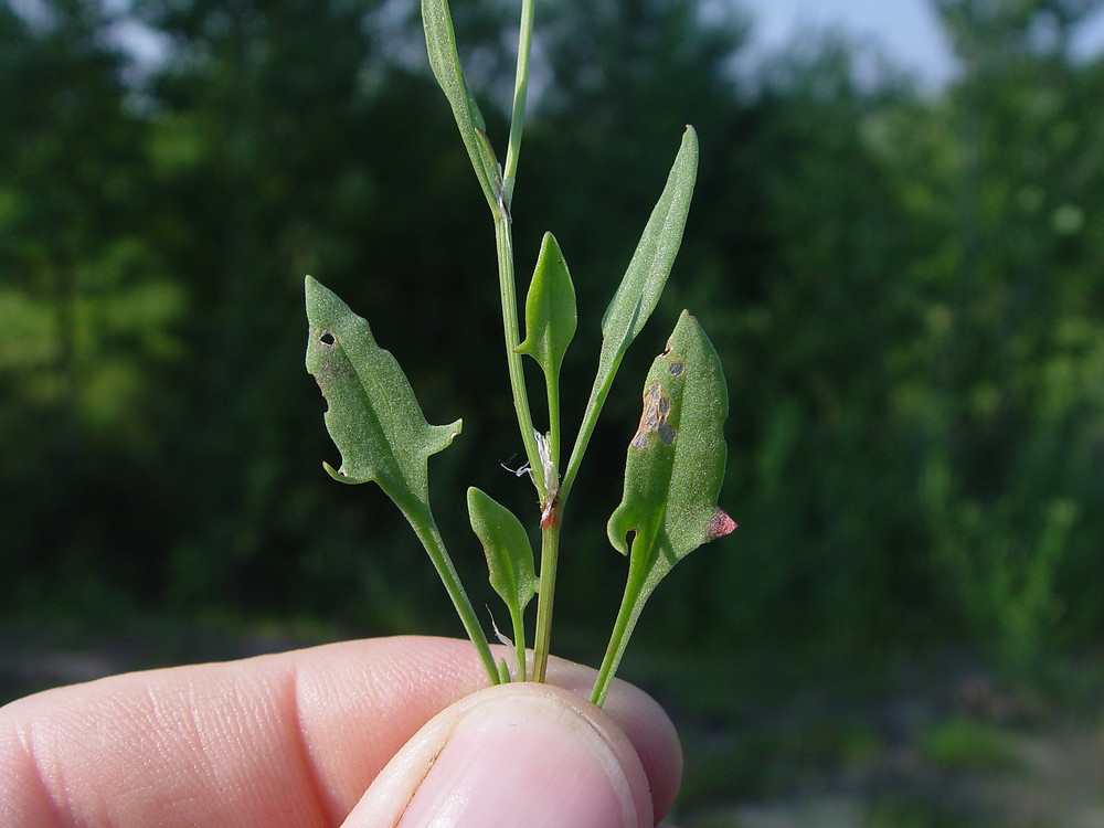 <p>Bergssyra   (Polygonaceae = Slideväxt) (Har 2 flikar på bladen som pekar upp och får bladet att se ut som ett svärd)</p>