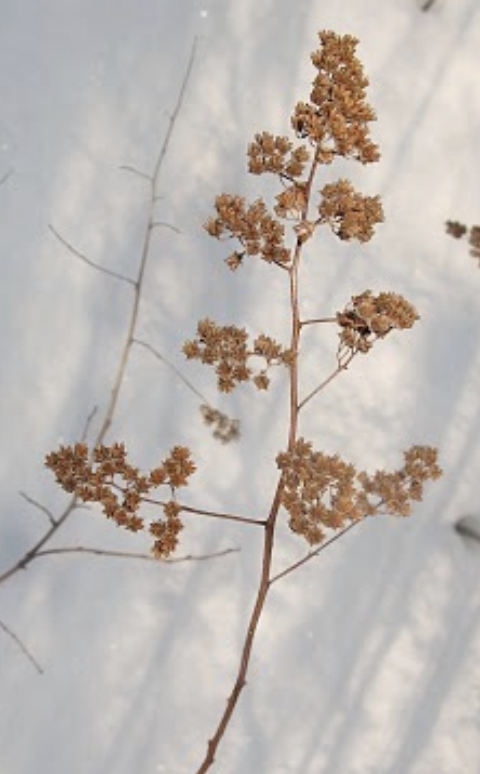 <p>reddish brown stem • fruit in panicle</p>