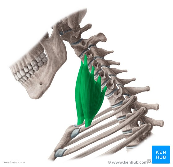 <p>Muscle?</p>