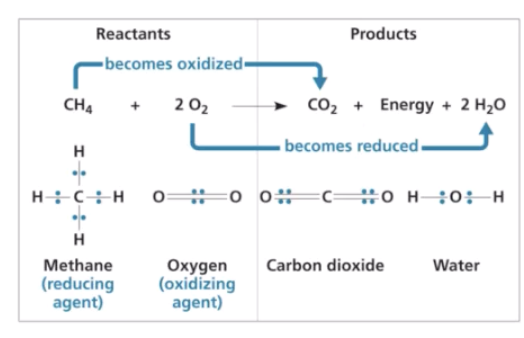<p>Chemical reactions involving the transfer of electrons, which from the basis of extracting energy from organic compounds</p><ul><li><p>Can involve partial electron transfer </p></li></ul><p>Oxidation is the loss of electrons (reducing agent- electron donor) </p><p>Reduction is the gain of electrons (oxidizing agent- electron acceptor)</p><p></p>