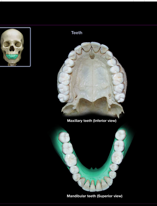 <p>Body of mandible</p>