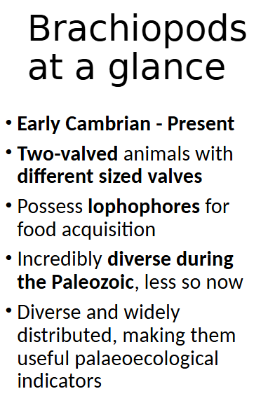 <ul><li><p>Early Cambrian — Recent</p></li><li><p>Survived 5 mass extinctions</p><ul><li><p>Late Ordovician extinction reduced 80%</p></li><li><p>Permo-Triassic extinction reduced 90%</p></li></ul></li></ul><p></p>