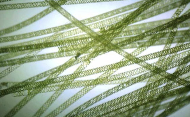 <p>this event has been considered by some to be the simultaneous births of the fields of microbiology, protistology, and phycology</p><p></p>