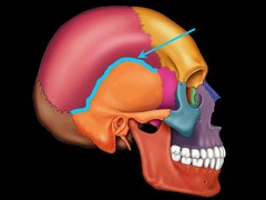 <p>the line of junction between two bones, especially of the skull</p>