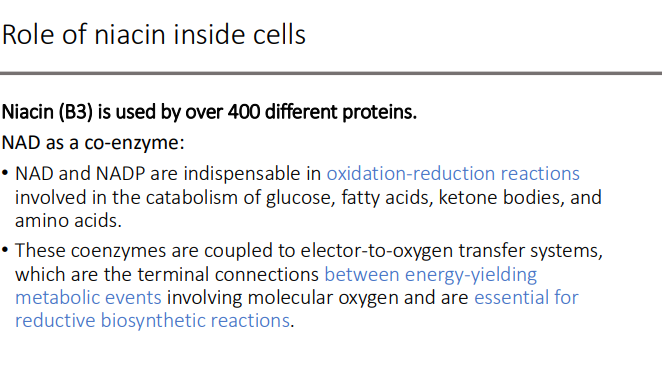 <ol><li><p>Energy-yielding metabolic events involving molecular oxygen</p></li><li><p>Reductive biosynthetic reactions </p></li></ol><p></p>