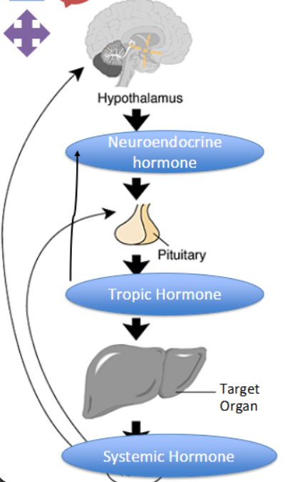 <p><strong>Hypothalamus</strong> → <strong>Neuroendocrine hormones</strong> (receive signals from the nervous system and respond by secreting hormones into the blood stream) → <strong>Pituitary Glands</strong> → <strong>Tropic Hormone</strong> (regulate the activity of other endocrine glands) → <strong>Target Organ</strong> → <strong>Systemic Hormone</strong></p><p></p><p>Negative feedback loop</p>