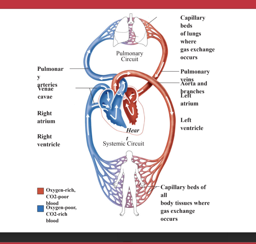 <p><strong>Heart:</strong> pump @ center moving fluid for 2 circulating system </p><p></p><p><strong>Pulmonary circulation</strong>: delivers blood to the lungs where it gets oxygenated</p><p></p><p><strong>Systemic circulation:</strong> brings blood to all the tissues in the body, thus bringing oxygen to all the cells of the body and removing carbon dioxide</p>