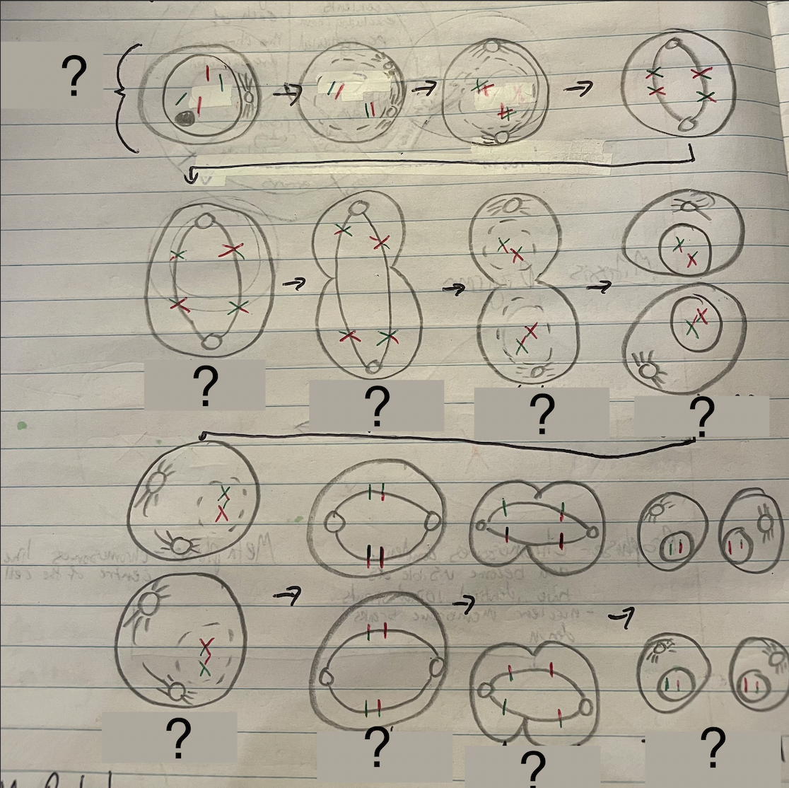 <p>Meiosis</p>