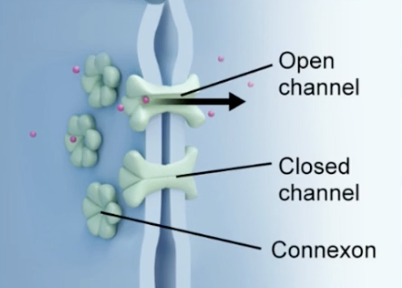 <p>Cell junctions between cardiomycotes, providing physical/electrical connection (gap junctions), allowing the contraction signal to be propagated in a coordinated, rhythmic fashion</p>