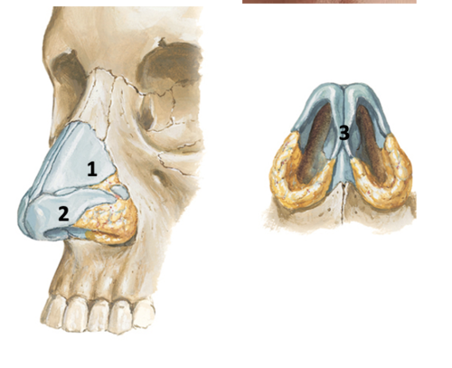 <p>Identify the type of cartilage at #3</p>