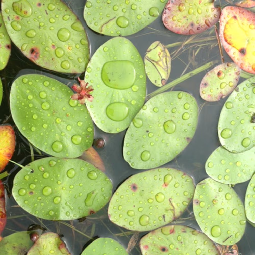 <p>oval leaf, floats on water</p>