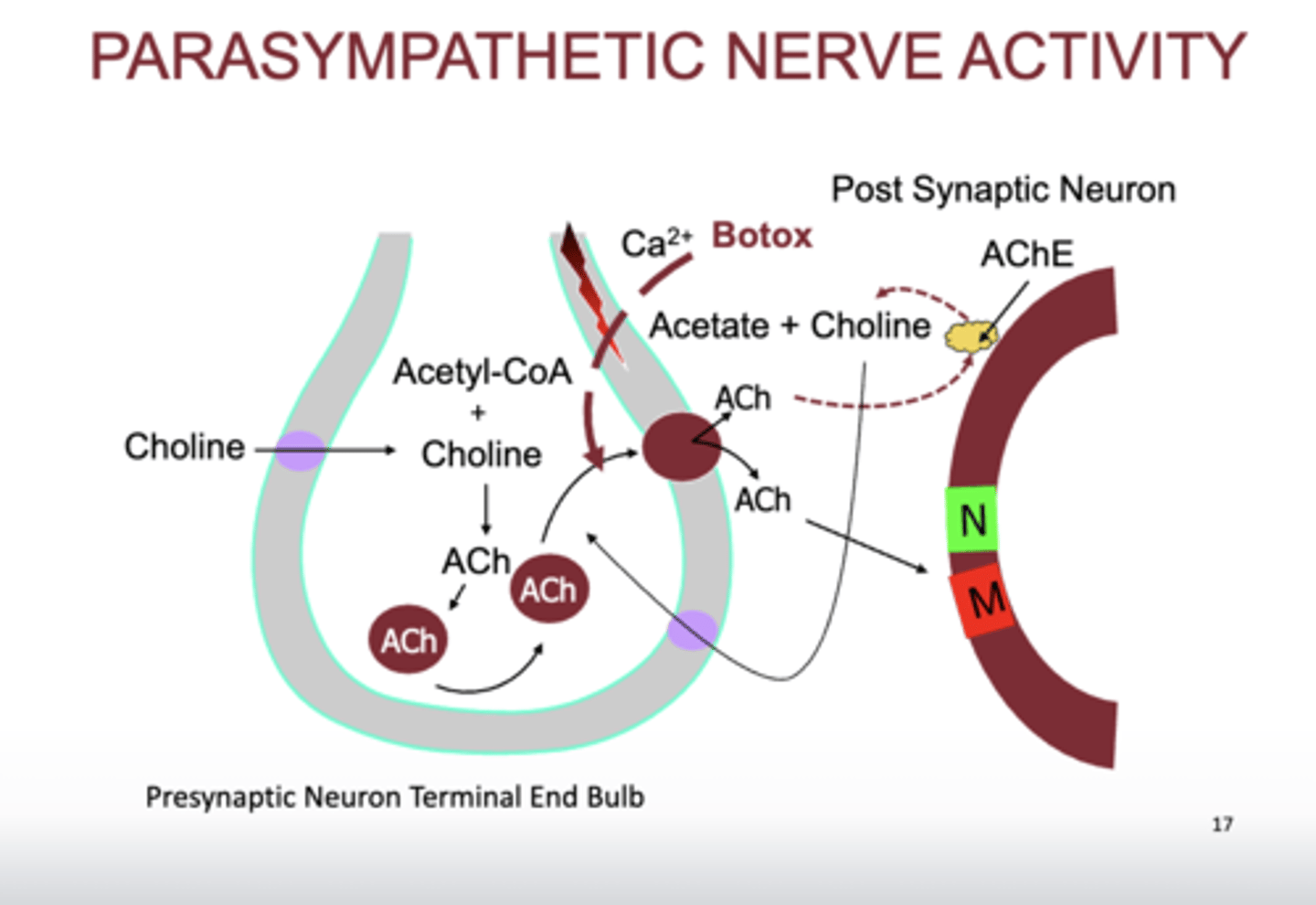 <p>- botox prevent release of ACh</p><p>- less ACh, less parasympathetic activity</p>