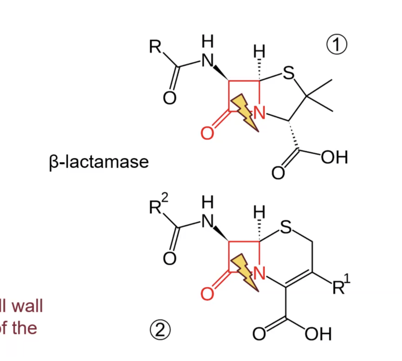 <p>- b-lactam ring is active site for penicillins and cephalosporins</p><p>- bacteria has began creating b-lactamase to combat b-lactam, it cleave b-lactam ring</p>